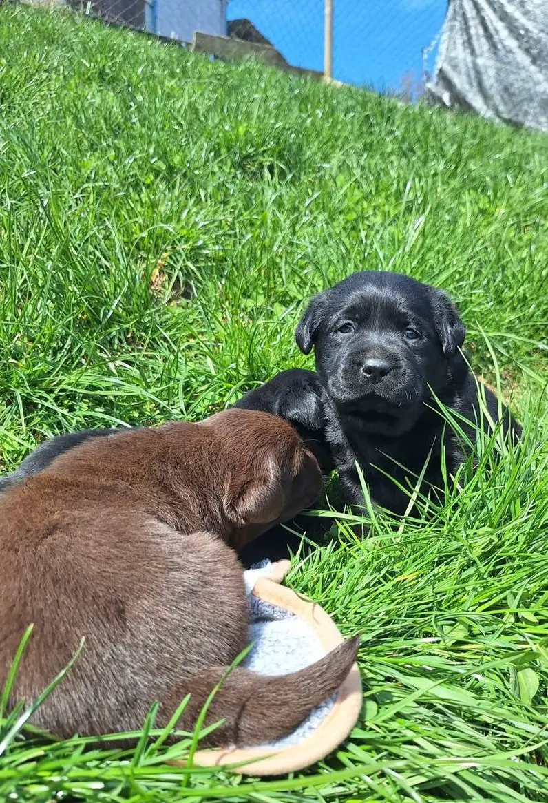 Labrador Welpen braun/schwarz mit Stammbaum