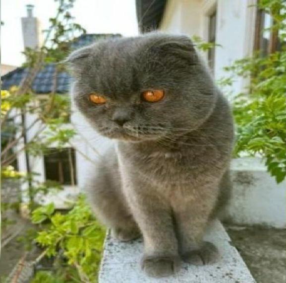 KITTY - Katze mit Charakter