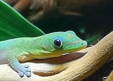 Phelsuma Laticauda Taggecko Männchen