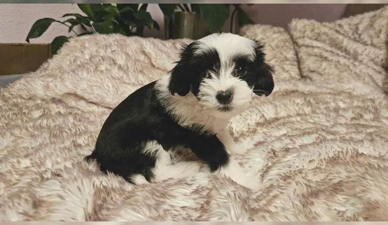 Welpen chinese crested / powderpuff / chinesischer schopfhund