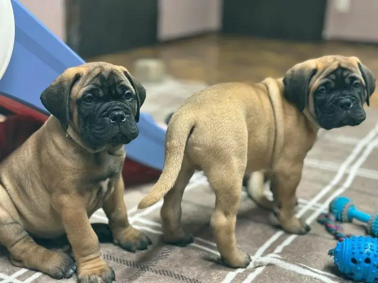 Bullmastiff Welpenplanung