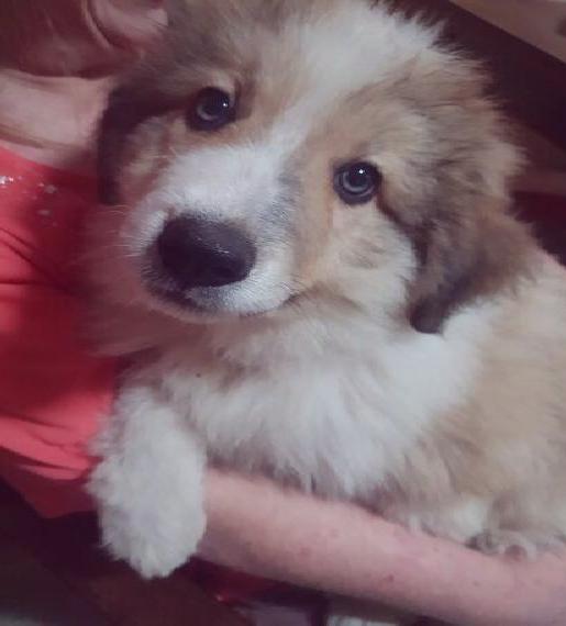 Pyrenäen berghund Welpen zu verkaufen