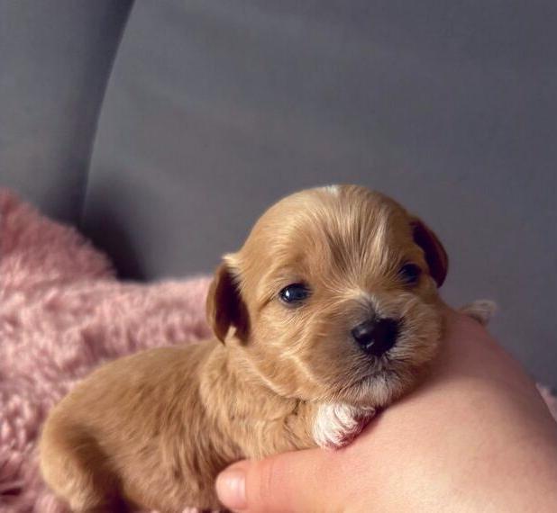 Maltipoo F1 Welpen Asiatisch/Amerikanische Linie