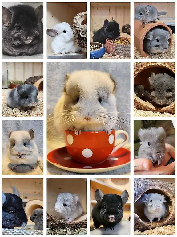 Chinchilla