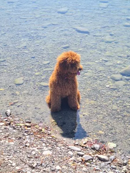 Mâle caniche nain fauve