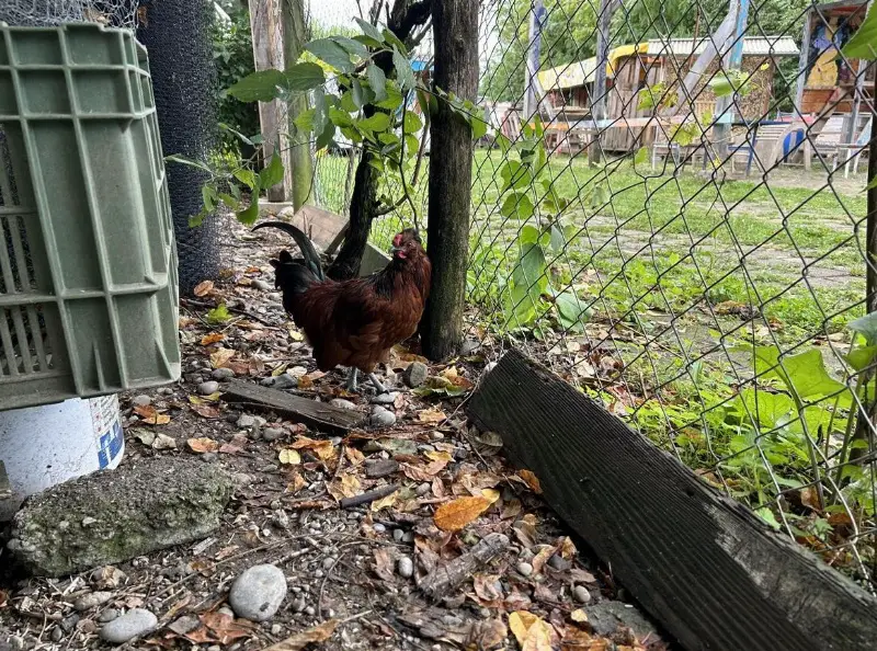 Mischling Hahn, Güggel GRATIS abzugeben