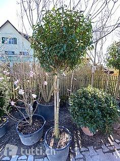 Port. Lorbeer Halbstamm mit Kugel, Prunus lusitanica