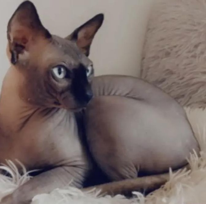 Erfolgreicher Sphynx Deckkater