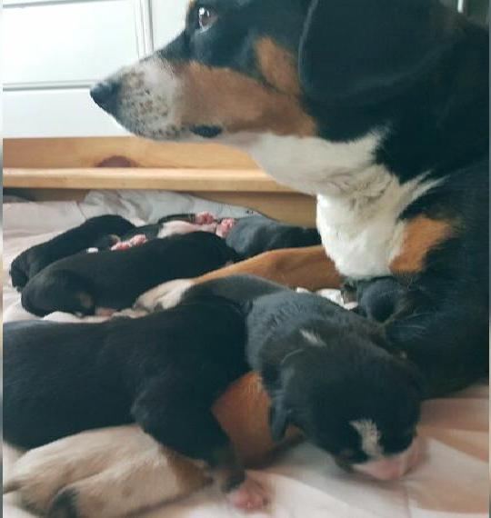 Entlebucher Sennenhund Welpen Wurfankündigung