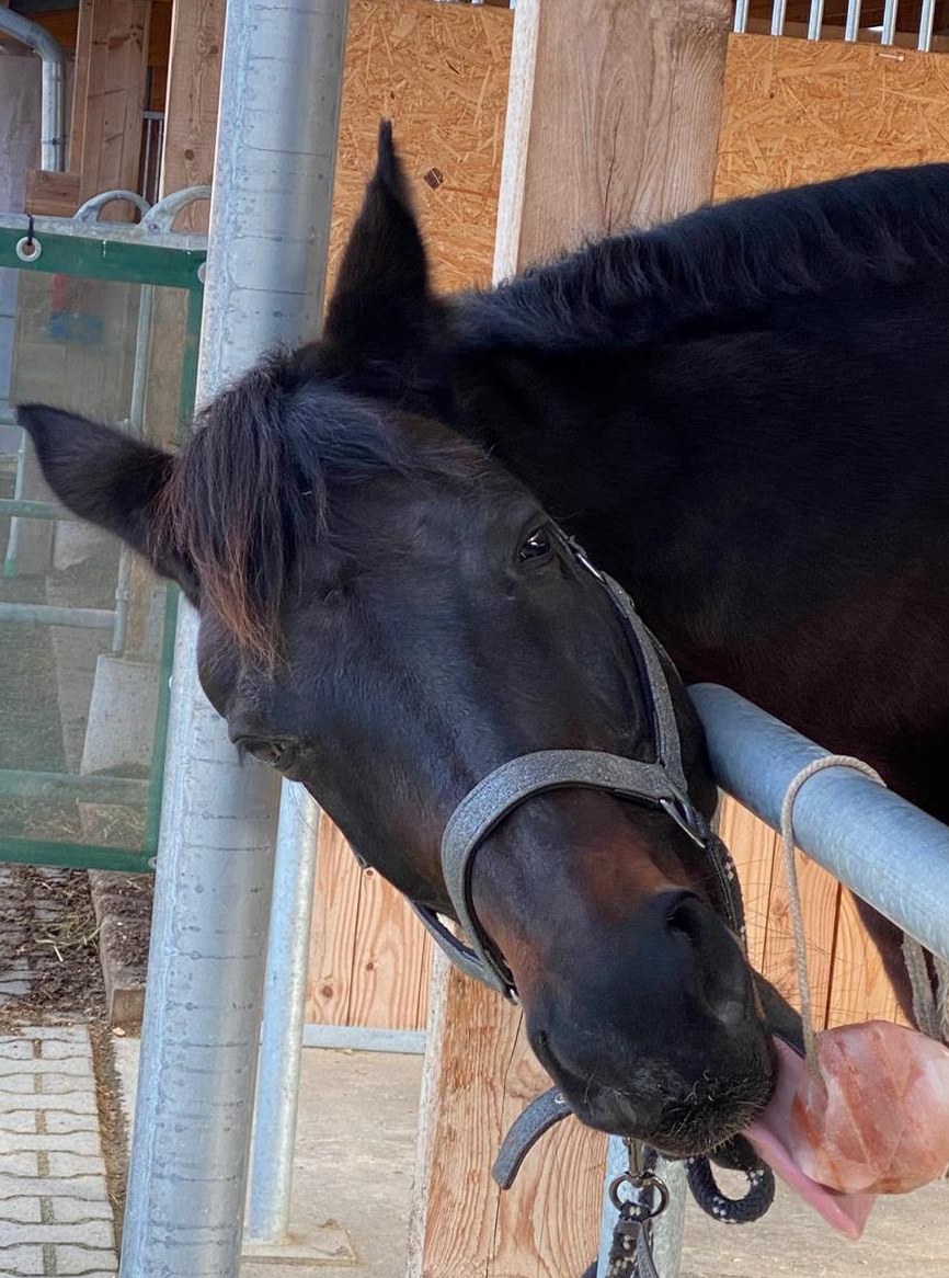 Hannoveraner Stute als Freizeitpferd, Familie, Zucht