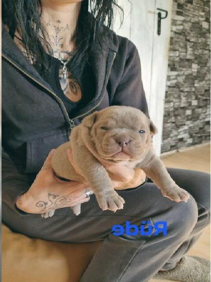 Old english bulldog Welpen