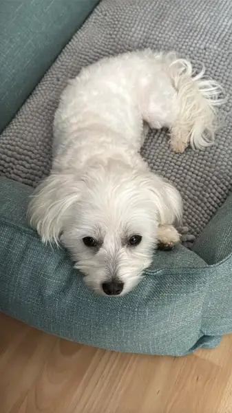 Malteser Rüde, 2 jährig zu verkaufen