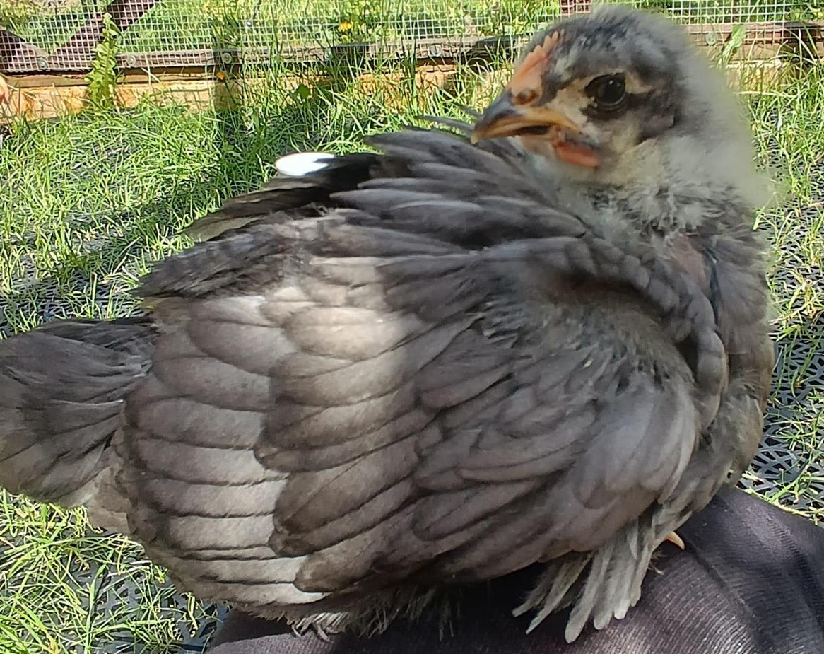 Junger Orpington Hahn, blaugesäumt