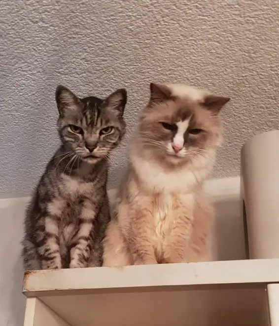 Seriöses Catsitting im Gebiet BS, BL