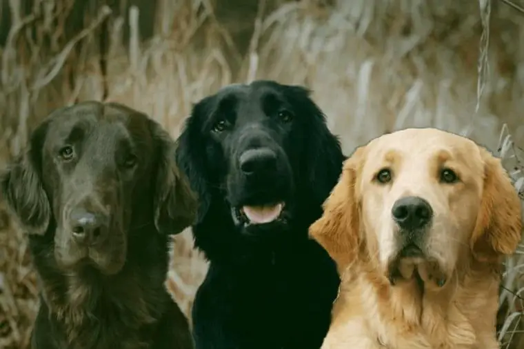 Flatcoated Retriever-Welpen & Deckrüden, schwarz, braun, gelb f. Therapie & Blindenführhund geeignet