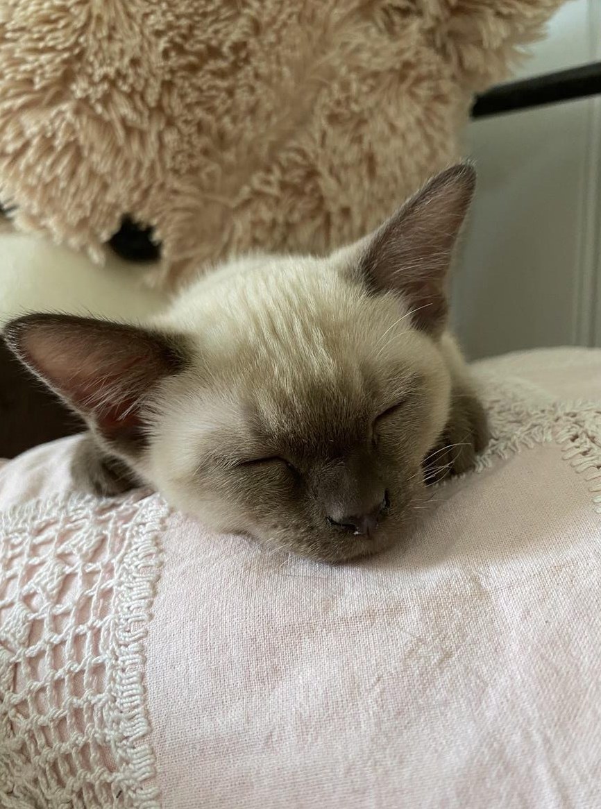 Tonkanesen Kitten suchen neues Zuhause