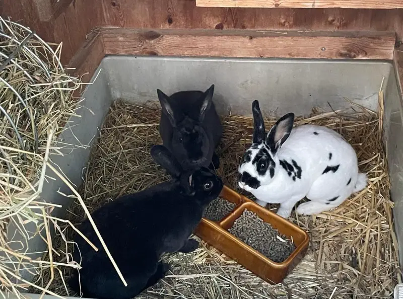 Klein-Rex Kaninchen, Dalmatiner und schwarz