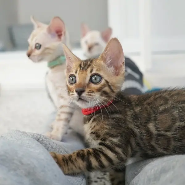 Süsse Bengalkitten 2 Weibchen und 2 Männchen