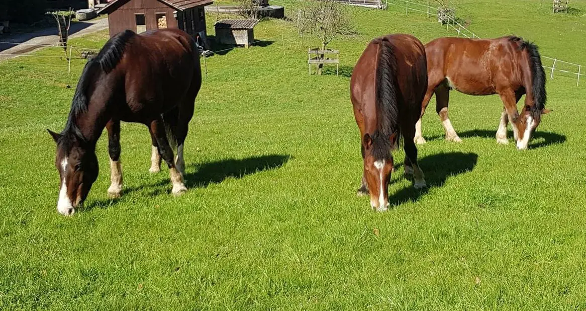 Reitbeteiligung für Freiberger im BL - wo sind die echten Rösseler?