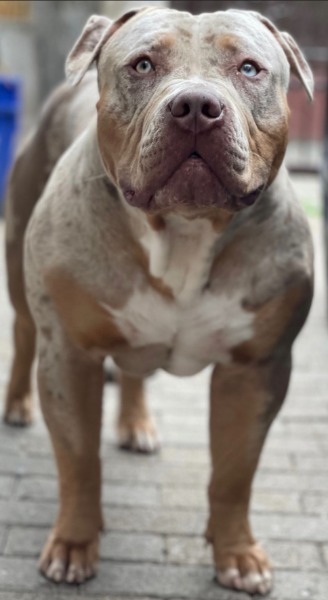 Atemberaubender American Bully XL Deckrüde