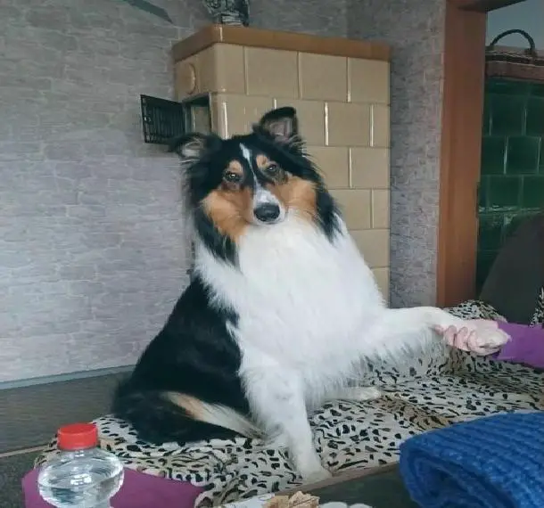 Amerikanischer Langhaarcolli