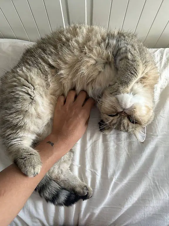 2 kurzhaar Perser Katzen