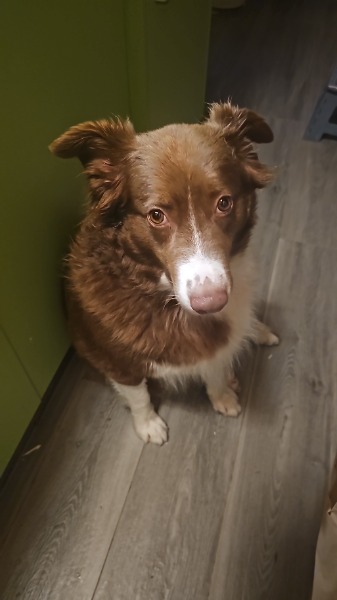 A vendre chiots Berger Australien