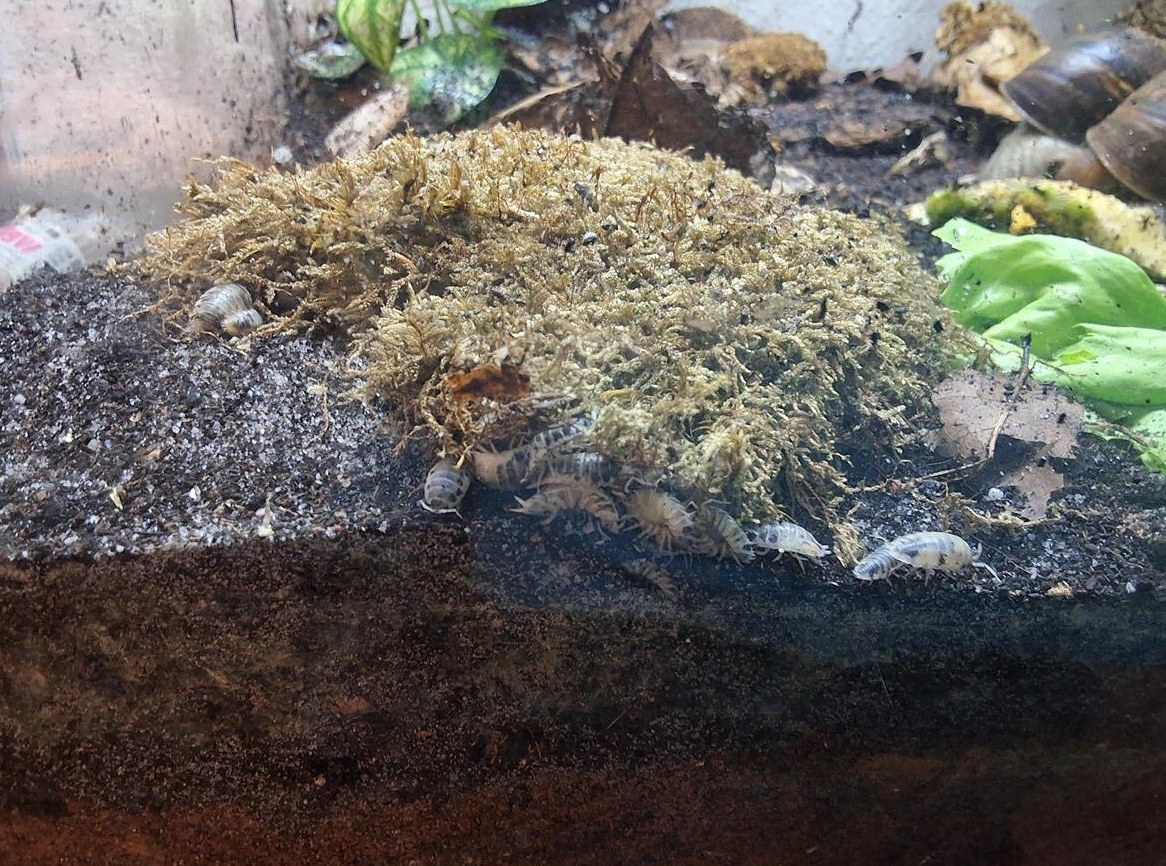 Panda Asseln GRATIS abzugeben