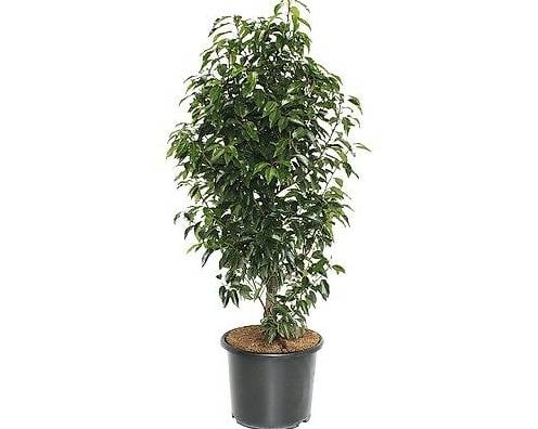 Portugisischer lorbeer