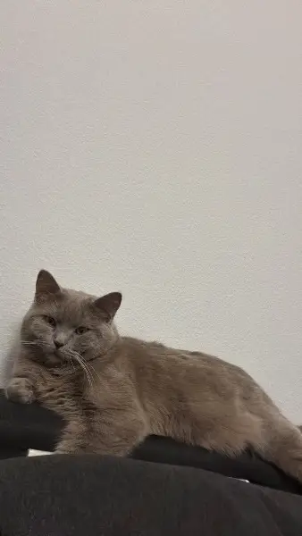 Deckkater BKH, sucht Damen roiling