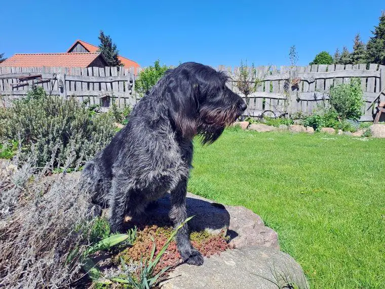 Welpen Deutsch Drahthaar