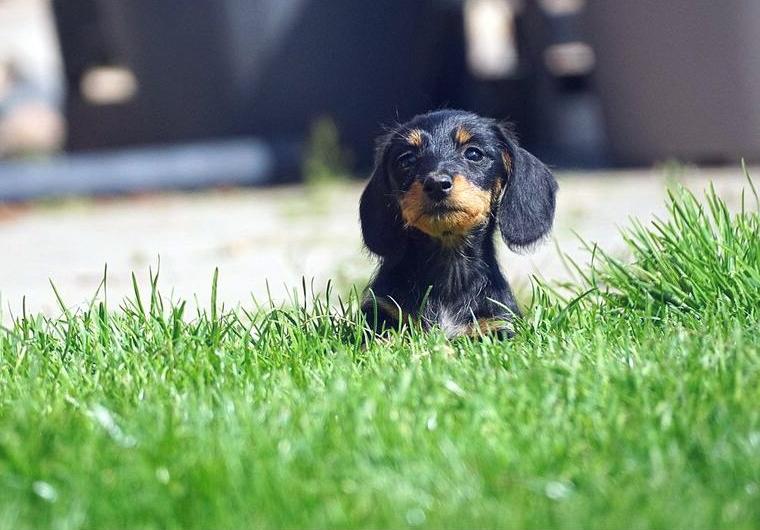 Wurfankündigung Zwerg Rauhaar Dackel Welpen (seriöse Zucht mit Papieren)