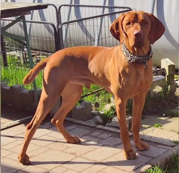 Wurf Magyar Vizsla Welpen erwartet