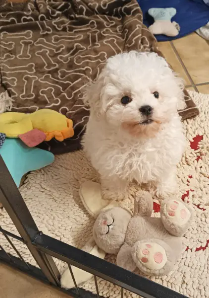 Bichon Frisé Wurfankündigung