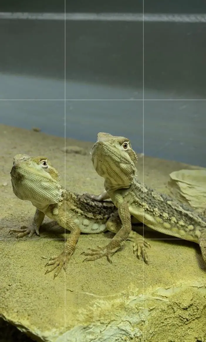 5-jährige Zwergbartagamen Pärchen mit eingerichtetem Terrarium