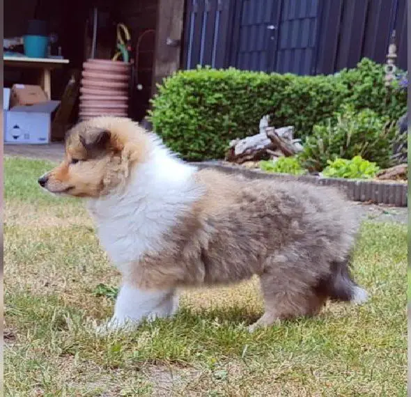 Collie Welpen - Dark sabel - VDH / FCI Zucht