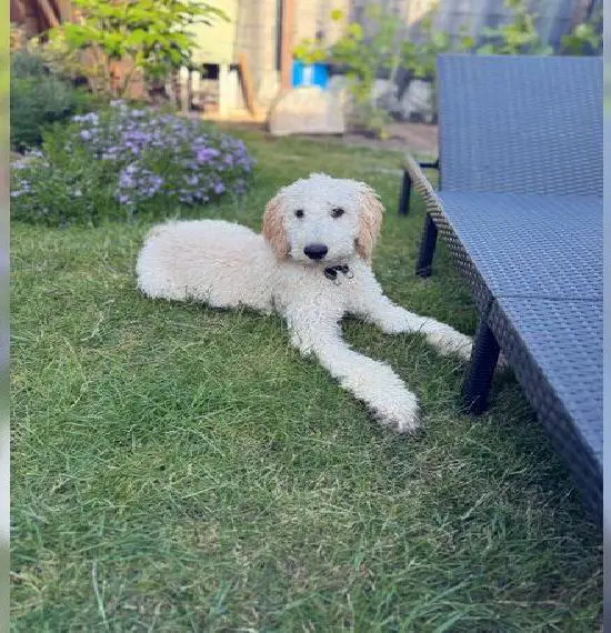 Labradoodle Welpe (F1) abzugeben