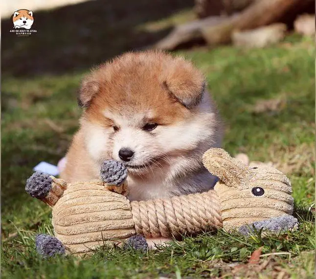 * Akita Inu - Japanische Akita langhaar Welpen, FCI registriert *