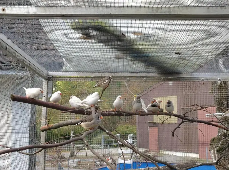 Zebrafinken zu verkaufen