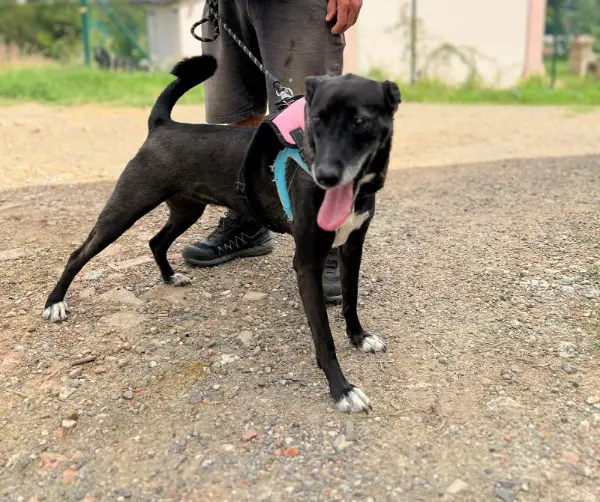 Mela, Mischlingsweibchen im Canile