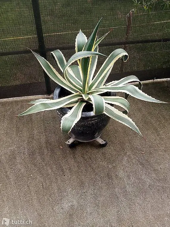 Amerikanische Agave / Kaktus mit Blumentopf - Dekoration