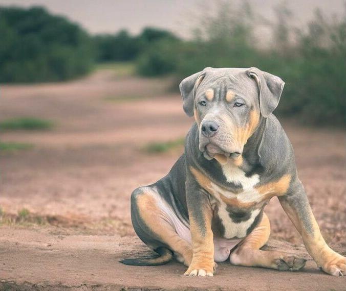 american bully xl xxl welpen abgabebereit mit abkc papiere