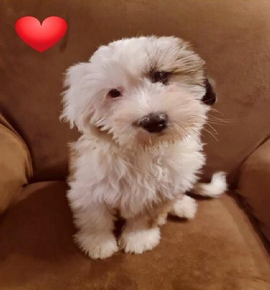 Tibet-Terrier-Welpen