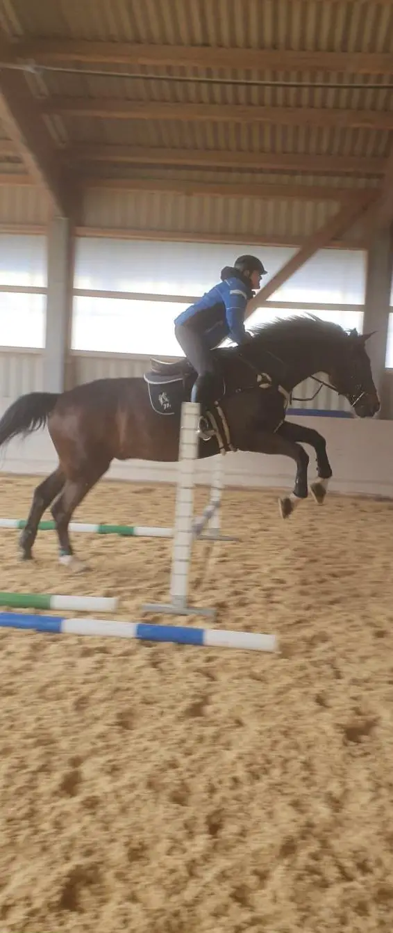 Anstellung als Pferdewart gesucht