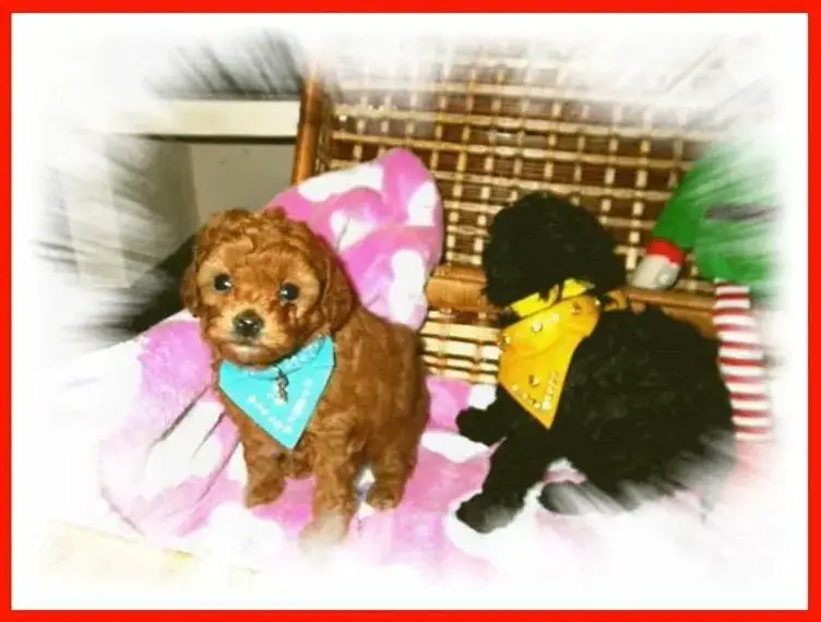 Zuckersüsse Toy Zwerg Pudel mit Papiere (Ahnenpass) suchen liebevolles Zuhause