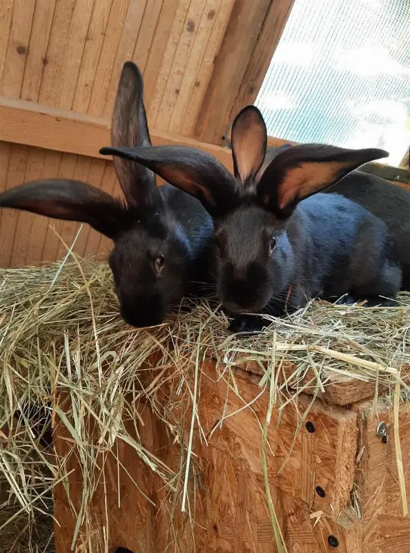 Junge, zutrauliche Mischlings Kaninchen abzugeben