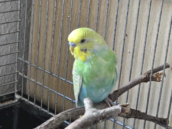 Wellensittiche August 25