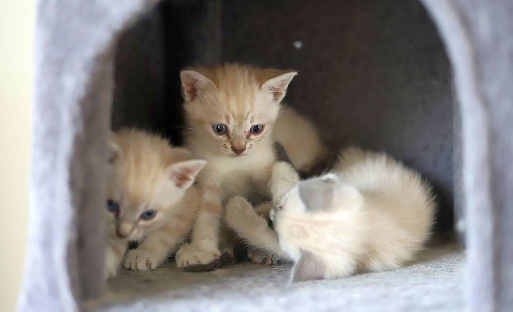 reinrassige Thai Siam-Kitten