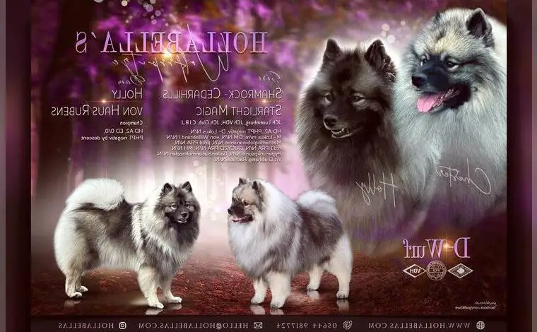 Wurfankündigung Wolfsspitz Welpen- Hollabellas D