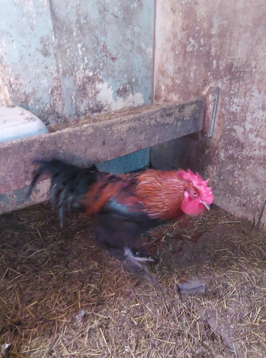 Marans Junghahn abzugeben